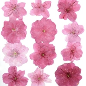 120 pezzi di fiori di ciliegio pressati, fiori veri conservati, per gioielli in resina epossidica fatti a mano fai da te, creazione di biglietti, scrapbooking, forniture artigianali