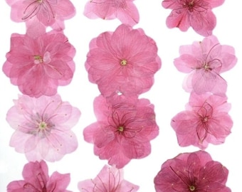 120 fleurs de cerisier pressées, véritables fleurs préservées, pour la création de bijoux en résine époxy, la fabrication de cartes, le scrapbooking et les loisirs créatifs.