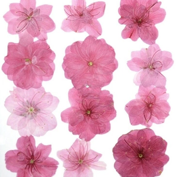 120 Stück gepresste Kirschblüten, konservierte echte Blumen, für selbstgemachten Epoxidharz-Schmuck, Kartenherstellung, Scrapbooking, Bastelbedarf