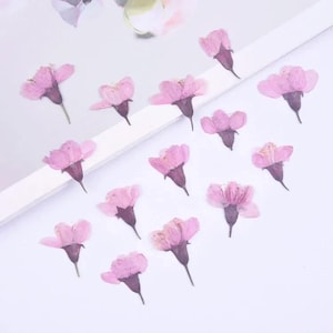Petali di ciliegio pressati naturali, 24 pezzi, fiori secchi Sakura, fai da te, decorazione di segnalibri, materiale per creazioni artistiche in resina per unghie e biglietti
