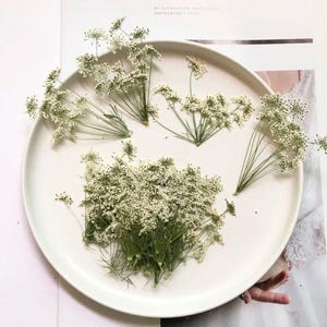 Könnte beinhalten: Ein weißer Keramikteller zeigt mehrere Zweige getrockneter weißer Blumen mit zarten, federartigen Blüten. Die Blumen sind in einem natürlichen Stil angeordnet, mit grünen Stielen und Blättern. Der Teller steht vor einem neutralen Hintergrund.