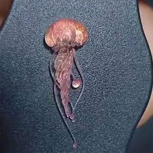 Puede incluir: Una peque&ntilde;a medusa transl&uacute;cida con una campana marr&oacute;n rojiza y tent&aacute;culos colgantes. La medusa tiene una apariencia delicada, casi et&eacute;rea, con una peque&ntilde;a estructura redonda cerca de la base de sus tent&aacute;culos. El fondo es una superficie oscura y texturizada.