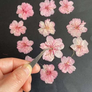 天然桜ドライ押し花、24個、グラデーションカラー、本物の花びら、DIYクラフト、スクラップブッキング、ジュエリー、石鹸、キャンドル作りに