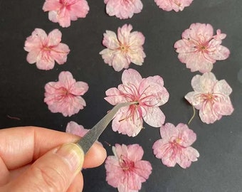Natural Cherry Blossom Dried Pressed Flowers, 24pcs, Gradient Color, Real Petals, for DIY Craft, Scrapbooking, Jewelry, Soap, Candle Making