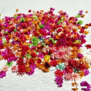 Peut inclure: Un grand assortiment de fleurs s&eacute;ch&eacute;es de diff&eacute;rentes couleurs, notamment rose, rouge, orange, jaune, vert et bleu. Les fleurs sont petites et d&eacute;licates, et elles sont &eacute;parpill&eacute;es au hasard sur une surface blanche.