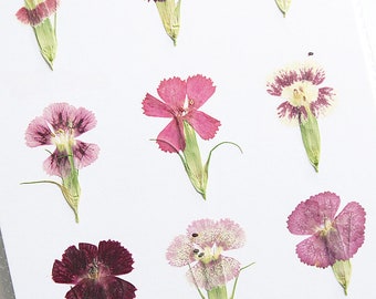 12 pétales d'oeillets séchés pressés, capitules naturels pour travaux manuels, scrapbooking, fabrication de cartes, décoration d'ongles, décoration d'album photo