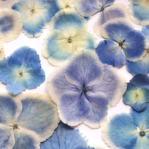 24/12/36 fleurs pressées d'hortensia, pétales naturels séchés, pour bricolage fait main bijoux en résine époxy cadeau, décoration d'ongles, décoration de coque de téléphone