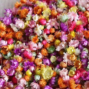 Peut inclure: Une collection de fleurs s&eacute;ch&eacute;es de diff&eacute;rentes couleurs, notamment rose, violet, jaune, orange et blanc. Les fleurs sont petites et d&eacute;licates, et elles sont parfaites pour l'artisanat ou la d&eacute;coration.