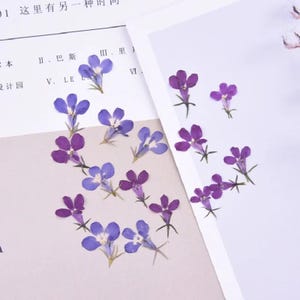 Flores secas, 20 peças de pétalas de lobelia prensadas com toque real, fabricação de velas faça você mesmo, design de marcadores, decoração facial de maquiagem, decoração de cartões-presente faça você mesmo