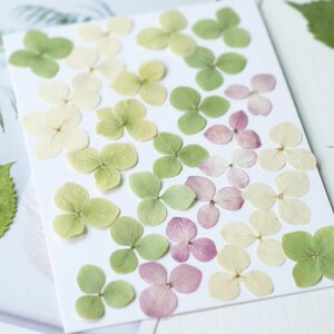 24 pezzi di fiori di ortensia naturale pressati, colore naturale pressato, custodia per telefono in resina per artigianato, colla a goccia, trucco per il viso, decorazione per la casa, design per la creazione di biglietti
