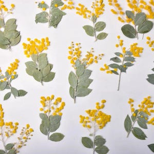 Può includere: Vista dall'alto di diversi rametti di fiori di mimosa gialli con foglie verdi su sfondo bianco. I fiori di mimosa sono in piena fioritura, con piccoli fiori gialli rotondi. Le foglie sono di un colore verde tenue, e l'effetto complessivo è delicato e naturale.