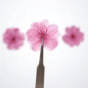 60個、天然押し花、桜の平らな花びら、DIYクラフト、エポキシ樹脂ジュエリー作り、電話ケース、ネイルアートデコレーション用