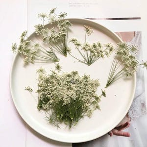 50 flores secas, Ammi Majus branco, talo natural com várias cabeças, fabricação de joias de resina, decoração de cartões, marcadores de página, acessórios de arte de herbário
