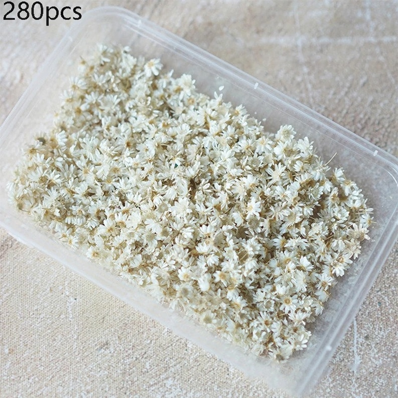 Peut inclure: Un r&eacute;cipient en plastique transparent rempli de 280 petites fleurs blanches s&eacute;ch&eacute;es. Les fleurs sont d&eacute;licates et ont un aspect naturel et rustique.