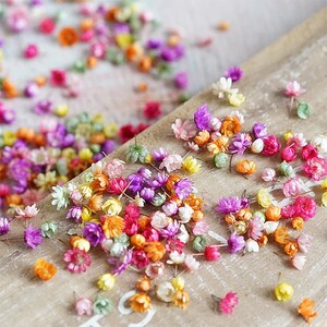 Peut inclure: Une collection de petites fleurs s&eacute;ch&eacute;es de diff&eacute;rentes couleurs, notamment rose, violet, jaune et orange. Les fleurs sont &eacute;parpill&eacute;es sur une surface en bois brun clair.