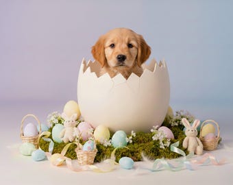 Pastel Easter Egg Digital Backdrop, Cute Bunny Spring Background, Soft Easter Pet Dog Portrait