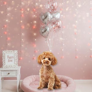 以下が含まれることがあります： ピンク色の犬用ベッドに座る小さな茶色のプードル。銀色のハートと紙吹雪入りの風船があります。「Puppy Love」と書かれた小さな白い額入りのサイン。背景はハート型のライトが付いたピンク色の壁です。