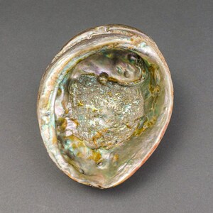 May include: A large iridescent abalone shell with a green, blue, and brown color pattern. The shell has a smooth, rounded shape and a slightly rough texture.