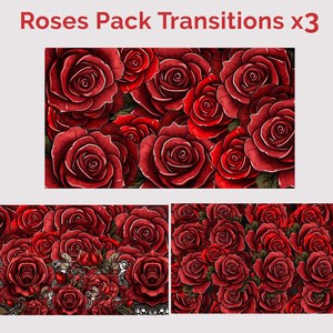 May include: Three panels showcasing a digital illustration of red roses. The top panel displays a close-up of several roses, while the bottom panels feature additional rose arrangements. The text "Roses Pack Transitions x3" is at the top.