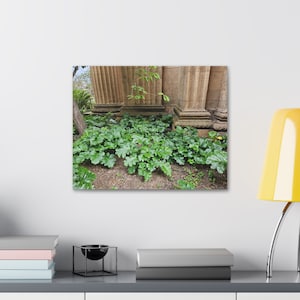 Canvas Stretched, 1.5&#39;&#39; thick for home Decor: Plants grown beside the ancient pillars constructed in the palace of Fine arts, San Francisco