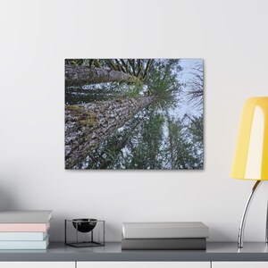 Canvas Stretched, 1.5&#39;&#39; thick for home Decor: Tall trees covered with Moss in the evergreen forests of Washington state