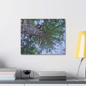 Canvas Stretched, 1.5&#39;&#39; thick for home Decor: Tall trees covered with Moss in the evergreen forests of Washington state