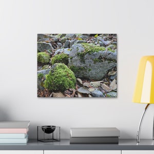 Canvas Stretched, 1.5&#39;&#39; thick for home Decor: Moss grown on rocks and trees in the lush forests of Washington state