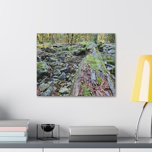 Canvas Stretched, 1.5&#39;&#39; thick for home Decor: Moss grown on rocks and trees in the lush forests of Washington state