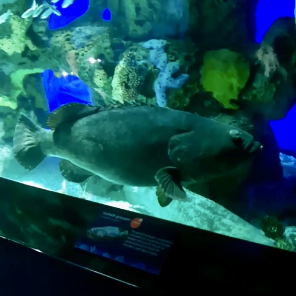 Riesiger Zackenbarsch - Ripley's Aquarium