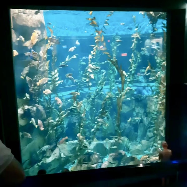 Schöne Aquarium Ansichten
