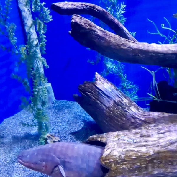Zitteraal im Ripley's Aquarium
