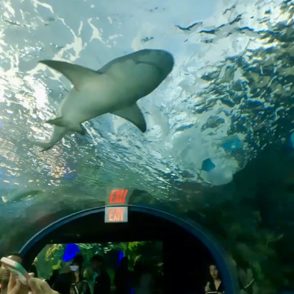 König des Ozeans Getupft in Ripley's Aquarium