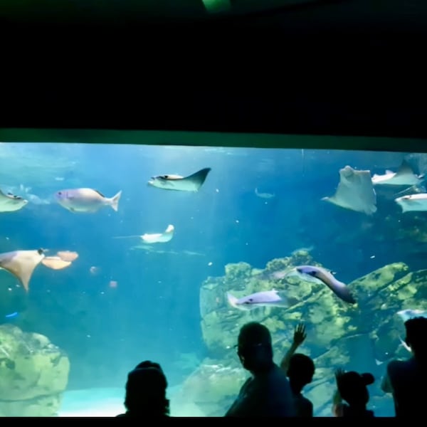 Verschiedene Fischarten - Ripley's Aquarium