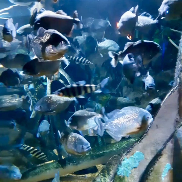 Schönheit eines Aquariums - Ripley's Aquarium