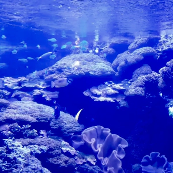 Leben im Ozean in Ripley's Aquarium
