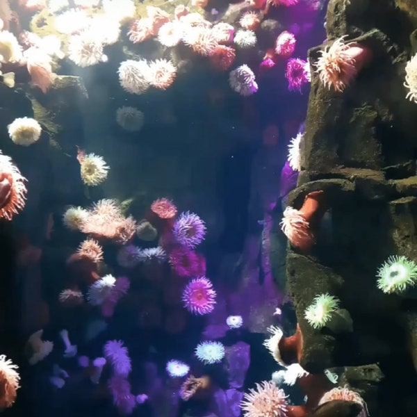 Das Leben im Wasser - Ripley's Aquarium