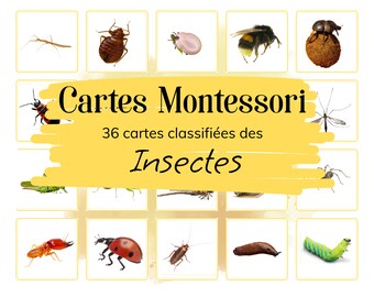 36 Cartes Montessori - Insectes et petites bêtes - Français - Images classifiées -Photographie IEF - Ecole à la maison