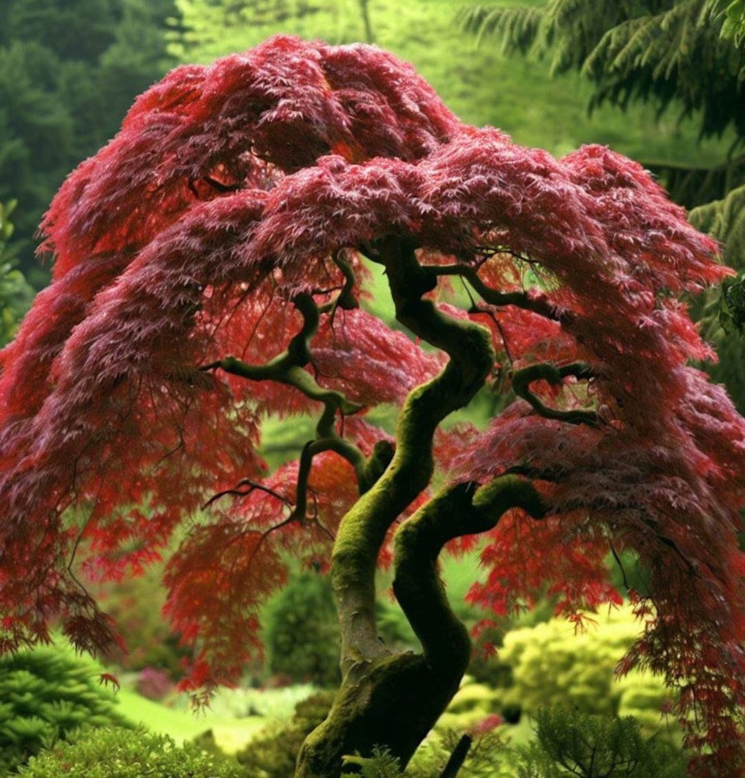 Acer Palmatum (japanese Maple), U.S.A. D.w. Tree Seeds, Elegant Form ...