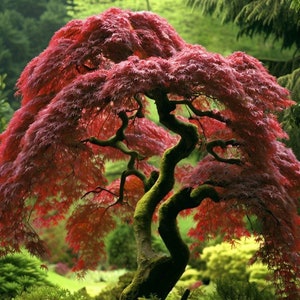 May include: A Japanese maple tree with red leaves and a twisted, moss-covered trunk. The tree is in a garden setting with green foliage in the background.