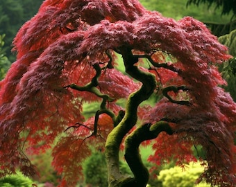 Acer palmatum (Japanese Maple), U.S.A. d.w. Tree Seeds, elegant form and vibrant foliage, green to red, creating a stunning autumn display