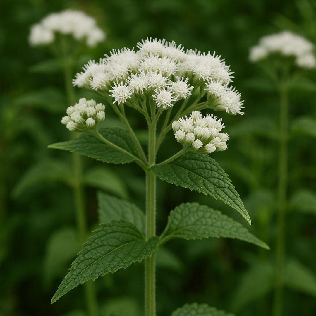 EUPATORIUM Perfoliatum (boneset) Flower Seeds, Host Plant for ...