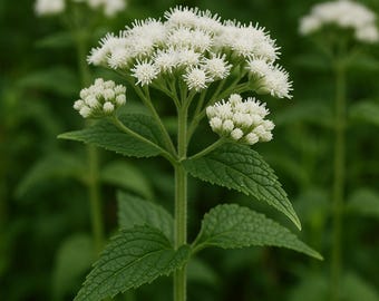 EUPATORIUM perfoliatum (Boneset) Flower Seeds, Host Plant for Butterflies and pollinators