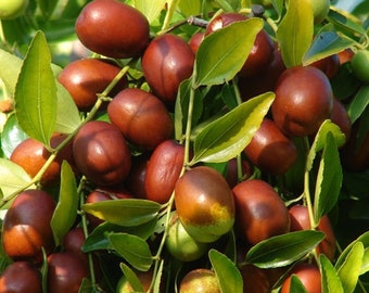 Ziziphus jujuba (Jujube, Chinese Date) Fruit Seeds, sweet, tangy fruits with dates-like flavor, used in diverse culinary dishes