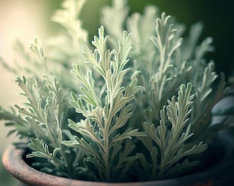 Artemisia absinthium (Absinthium, Common Wormwood, Wormwood) Herb Seeds,  herbaceous perennial  plant has a distinct, aromatic scent