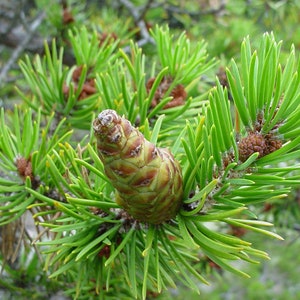 May include: A close-up of a green pine tree branch with a small, green pine cone. The pine cone is surrounded by green needles.