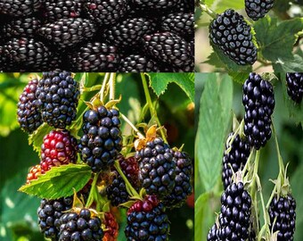 May include: Close-up image of ripe blackberries growing on a vine. The berries are dark purple and have a shiny, glossy finish. The berries are clustered together on the vine, with some leaves visible in the background.