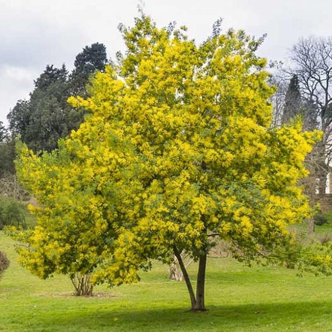 Acacia Decurrens Dealbata (silver Acacia, Silver Wattle) Tree Seeds ...