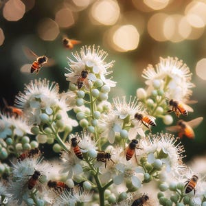 May include: A close-up shot of white flowers with small, round buds and delicate petals. Several bees with orange and black striped bodies are buzzing around the flowers, some in flight. The background is blurred with warm, golden bokeh.