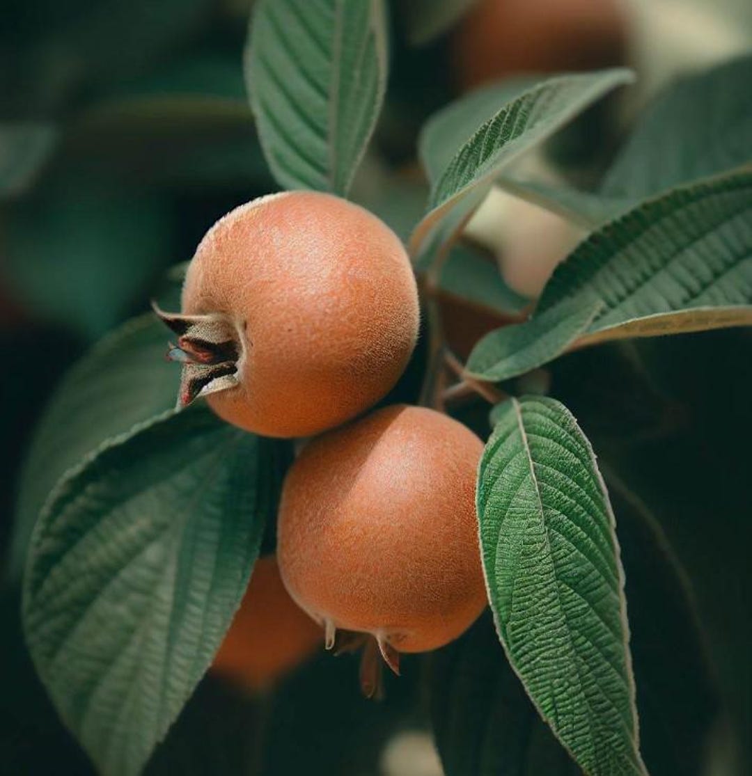 Mespilus Tree Mespilus Germanica (medlar, Showy Mespilus) Tree Seeds, Distinctive ...
