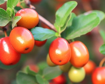 Ziziphus mauritiana (Indian Jujube) Fruit Seeds, tangy fruits with diverse culinary and traditional uses